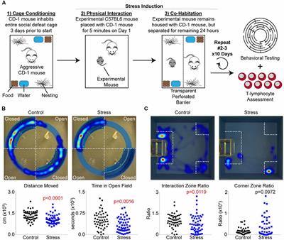 Autonomic and Redox Imbalance Correlates With T-Lymphocyte Inflammation in a Model of Chronic Social Defeat Stress